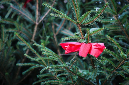 Rodzaje świątecznych choinek. Jak pielęgnować drzewko cięte, a jak posadzone w donicy?